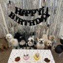 글로리 애견 유치원 | 청라애견 유치원 행복한 생일파티 글로리퍼피