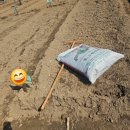 솔이농장 | [송파구 솔이텃밭 개장 소식] 텃밭 관리 1주차 후기(비료 뿌리기)