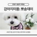 뽀송 애견미용 | 은평구 응암역 강아지미용실 뽀송데이 전체미용 후기｜소형견 클리핑+곰돌이 얼굴컷 가격 소요시간