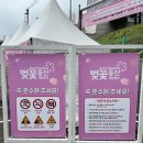 (주)제이더스화학 | SK인천석유화학 벚꽃동산 : 인천에서 벚꽃을 즐길 수 있는 명소 탐방하기!