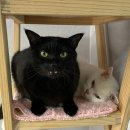 메종 드 캣 이미지