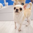 치즈 애견유치원&애견호텔 이미지