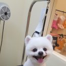 개 웃는날 이미지