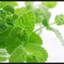 (주)민트메디컬 이미지