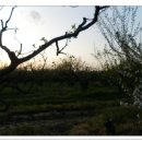 향-고향의 봄 이미지