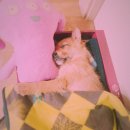 한수24시동물병원 이미지