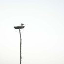 솟대 - 종로구 종로 336 | 솟대