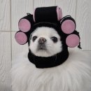 애견호텔 몽몽 이미지