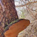 황금대박 이미지