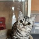 하리보양집 이미지