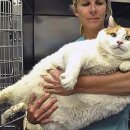 뚱보 고양이 이미지