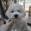 플러스 애견미용실 이미지