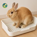 라비토 | 라비토 배변판 후기 1