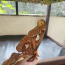 나비부화장 이미지