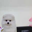 아모르디 이미지