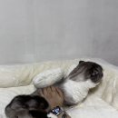 모던펫코리아 네이버블로그