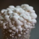 소래버섯나라 이미지