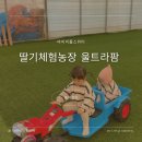 수산농장 | 딸기 농장 체험 울트라팜 아기 주말 나들이