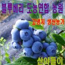 블루베리 배송을 시작합니다 이미지