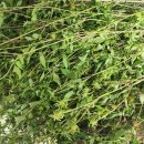 도깨비풀 이미지