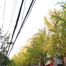 가로수길 - 익산시 인북로32길 36 | 가로수길