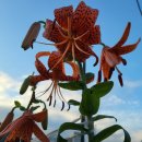 어깨회전 개 파열 이미지