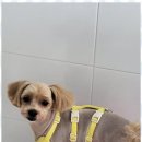 오키독키 이미지