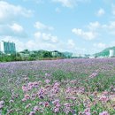 부곡동 돌담해안숲공원 이미지