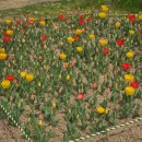 위례도서관 | 하남시 위례 도서관 근처 제주도니 위례본점 ㅡ 제육백반 솔직 후기, 벚꽃 산책은 덤