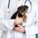 청원동물병원 이미지