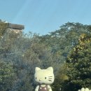 제주항칼치 이미지