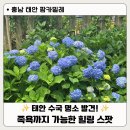동화팜 | 태안 가볼만한 곳 팜카밀레｜수국과 아로마 족욕이 있는 힐링 여행