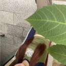 불타는 마라탕 이미지