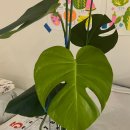 관수 | 여름 장기여행 식물 화분 관리 후기 (저면관수)