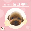 관악-현장-관악-778 | 구름이는 이제 미용을 무서워하는 겁쟁이가 아니에요! (푸들 미용 관악구 출장 애견미용 도그케어)