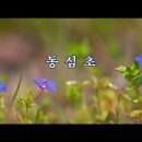 동심초(同心草) -설도 시, 김억 역, 김성태 곡 -송광선 노래 이미지