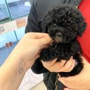 헤이독(HEY-DOG) 이미지