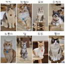 실버테일 | 애묘 카페 단체복 유니폼 제작, 실버테일 커스텀 티셔츠 제작후기 ( 강아지 고양이 반려동물 주문제작...