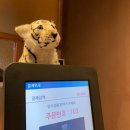 대마호랑이 이미지