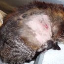 러브펫동물병원 이미지