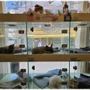 퍼피살롱 이미지