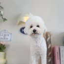 씻을개 이미지
