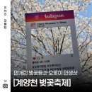 낮과밤사이 | 2026 김포 계양천 벚꽃축제 낮과 밤 꽃구경 제대로 즐긴 방문 후기