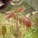 참중나무 이미지