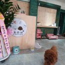 또리네 Petsalon 이미지
