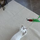 그루밍라운지 네이버블로그