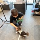 [강아지운동] 0526 Dogfitness 현대프리미엄아울렛 코코스퀘어 독피트니스 강아지어질리티 강아지일상