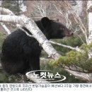 지리산반달가슴곰 2주 일찍 깼어요 ~~ 이미지