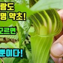 투구꽃,놋젓가락나물,천남성,피나물,미나리아재비,은방울꽃--죽는 사람도 살려냈던 명 약초들! 그러나 모르면 사약과 독초일뿐! 산야에서 가 이미지