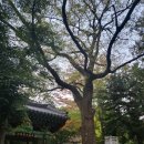 석현동향림사 | [순천시/석현동] 순천대학교 근처 목탁소리 들으며 산책하기 좋은 &#39;순천 향림사&#39;🪙